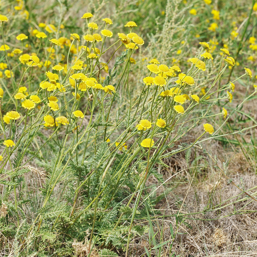 Изображение особи Tanacetum millefolium.