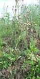 Erigeron acris