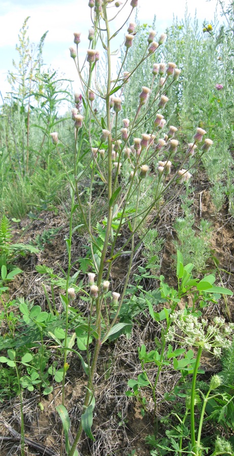 Image of Erigeron acris specimen.