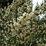 Colletia spinosissima