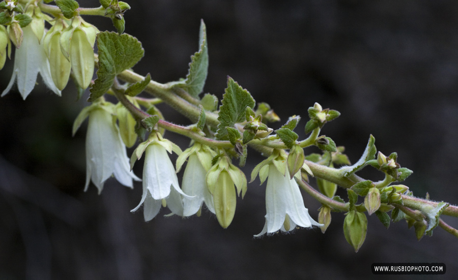 Image of Campanula alliariifolia specimen.