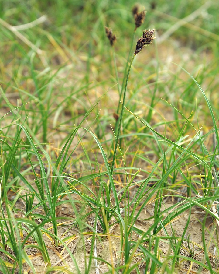 Image of Carex dimorphotheca specimen.