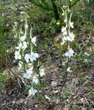 Delphinium stocksianum. Цветущее растение. Копетдаг, Чули. Конец мая 2011 г.