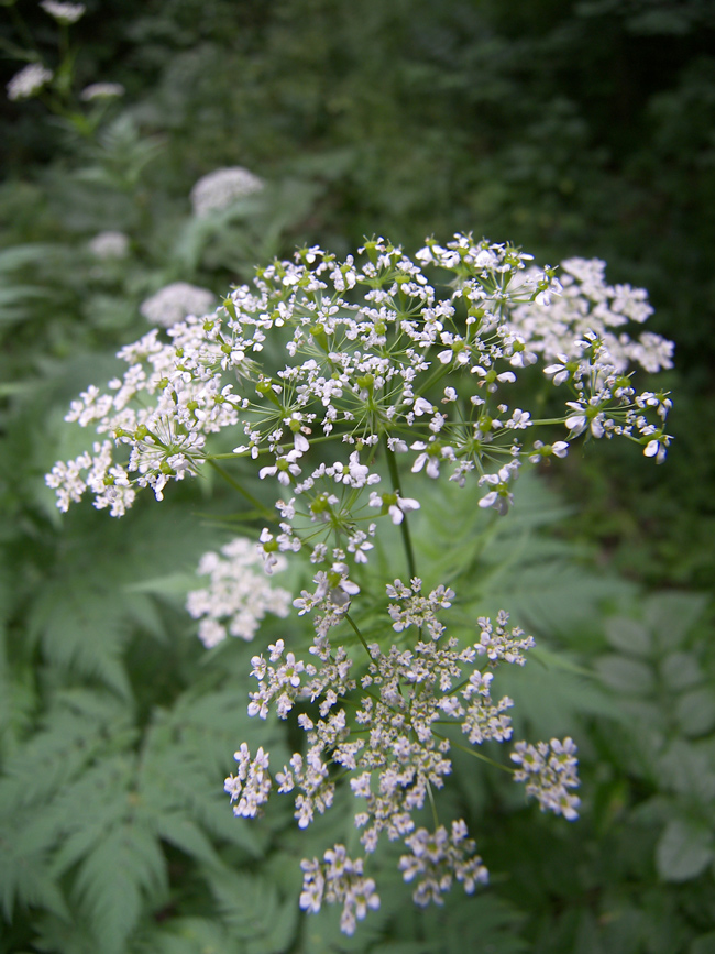 Image of Anthriscus sylvestris specimen.