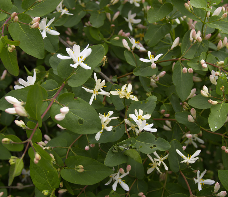 Image of Lonicera tatarica specimen.