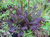 Pedicularis sceptrum-carolinum