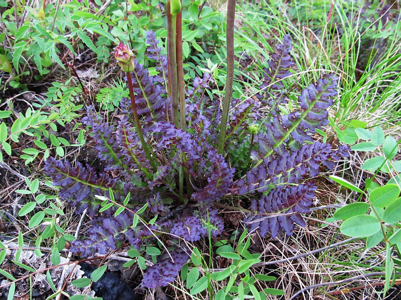 Image of Pedicularis sceptrum-carolinum specimen.