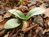 Ophrys oestrifera. Прикорневая розетка листьев. Черноморское побережье Кавказа, Новороссийск, окр. мыса Шесхарис, 22 декабря 2009 г.