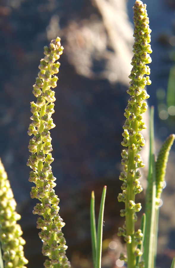 Image of Triglochin maritima specimen.