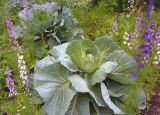 Brassica variety capitata