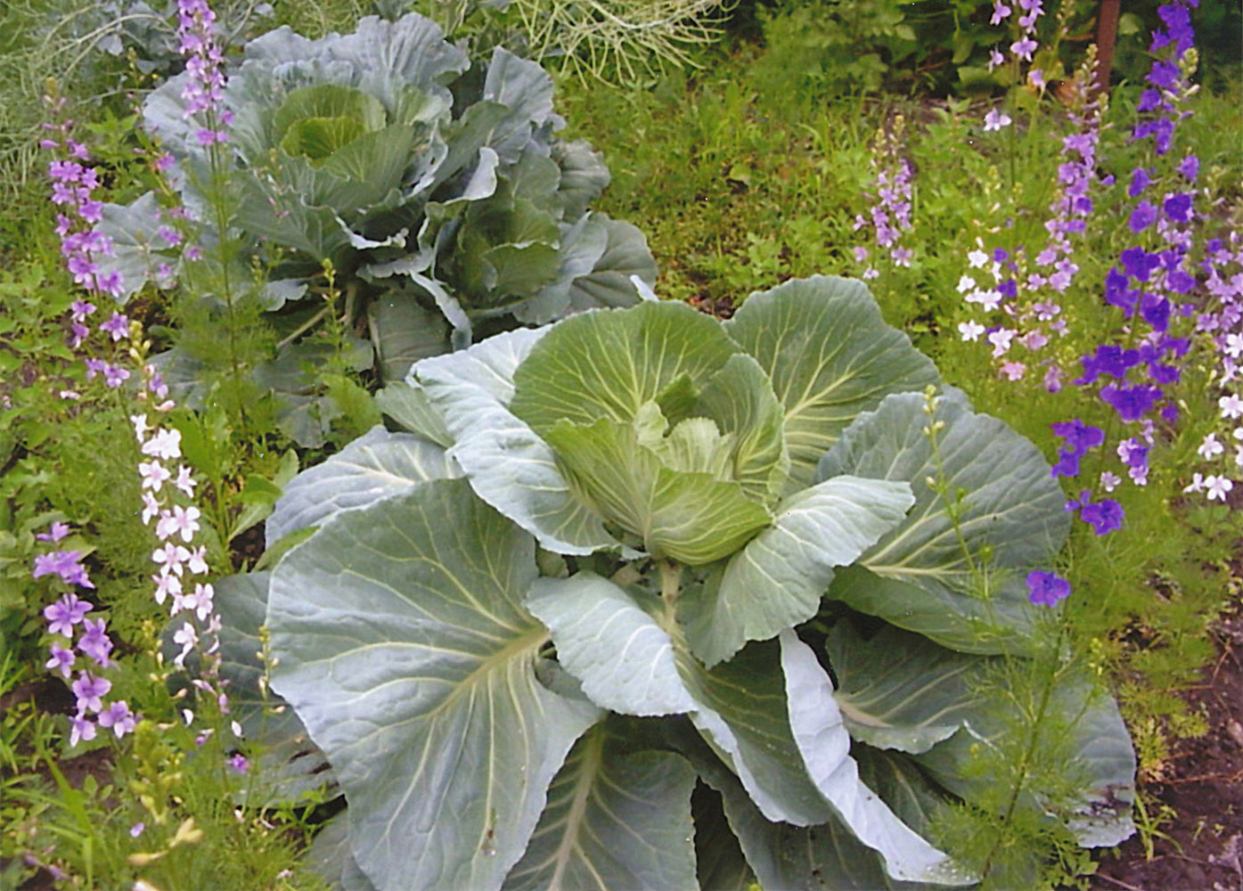 Изображение особи Brassica oleracea var. capitata.