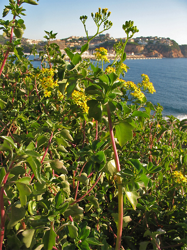 Image of Senecio angulatus specimen.