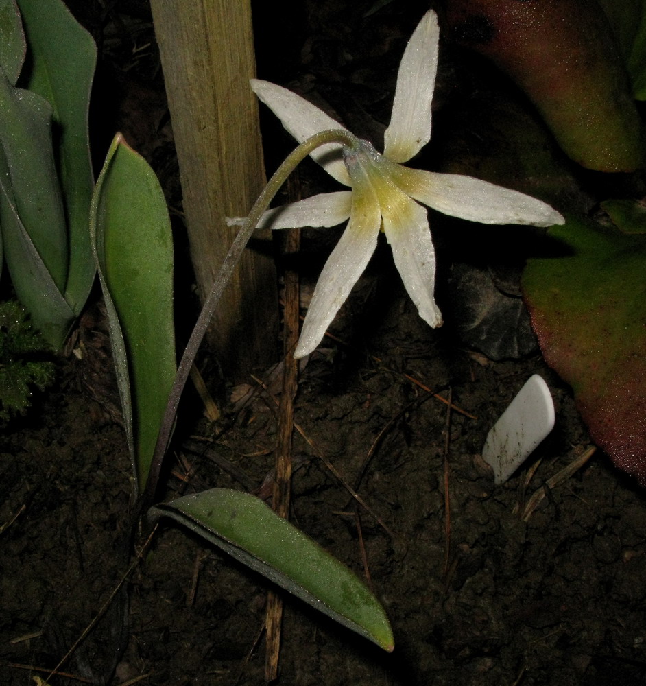 Image of Erythronium krylovii specimen.