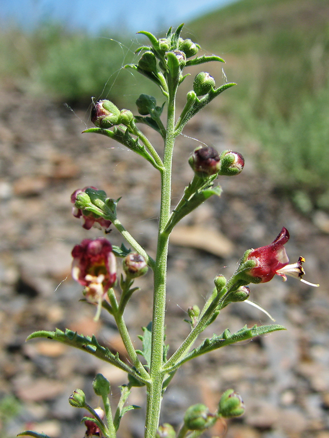 Изображение особи Scrophularia donetzica.