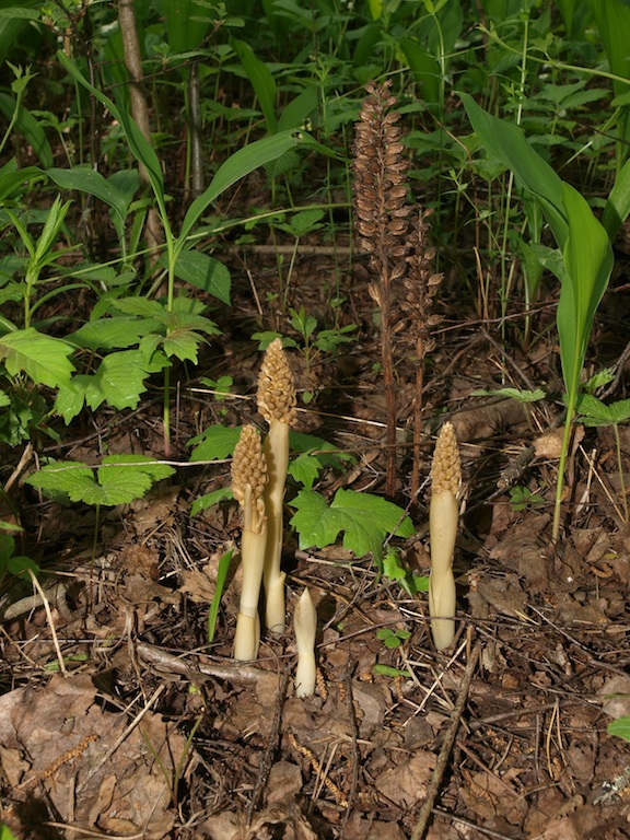 Image of Neottia nidus-avis specimen.