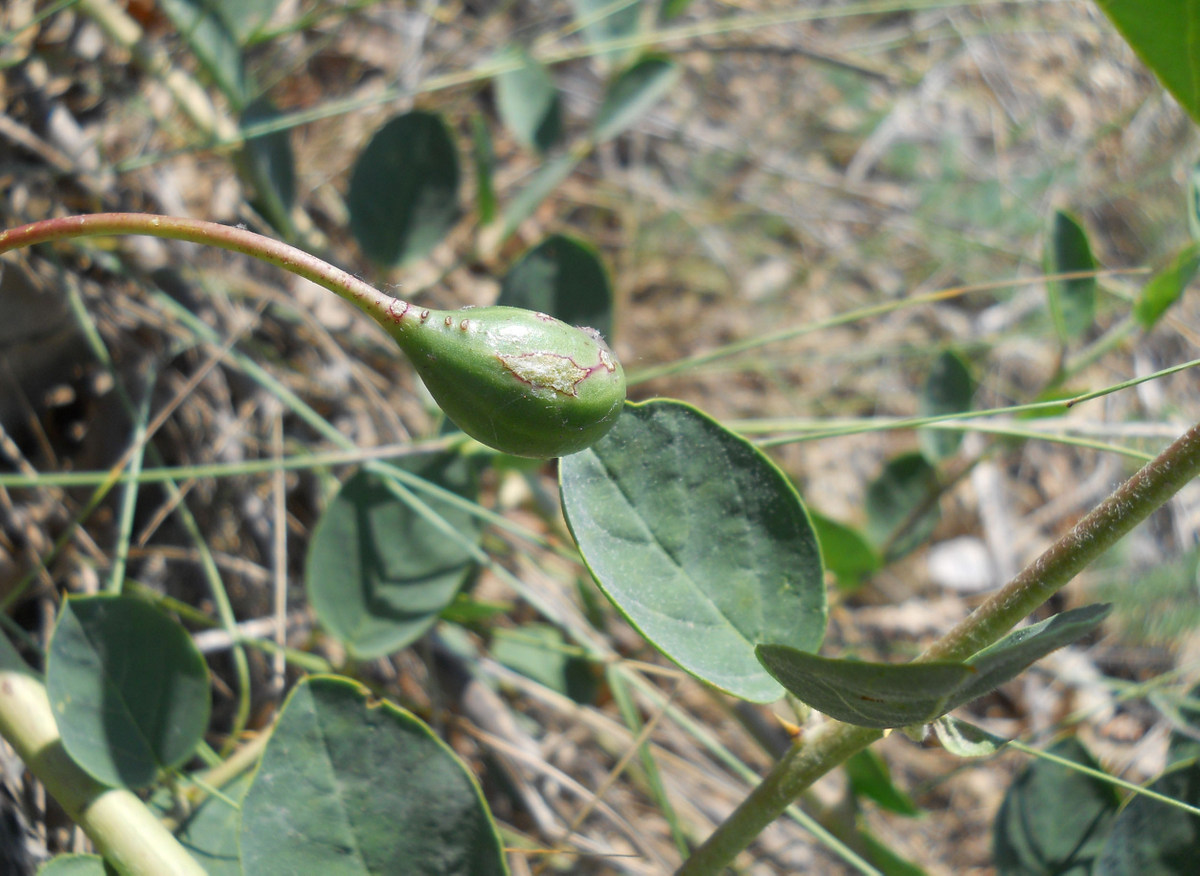 Image of Capparis herbacea specimen.