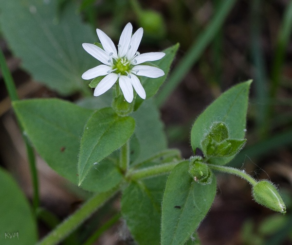 Изображение особи Myosoton aquaticum.