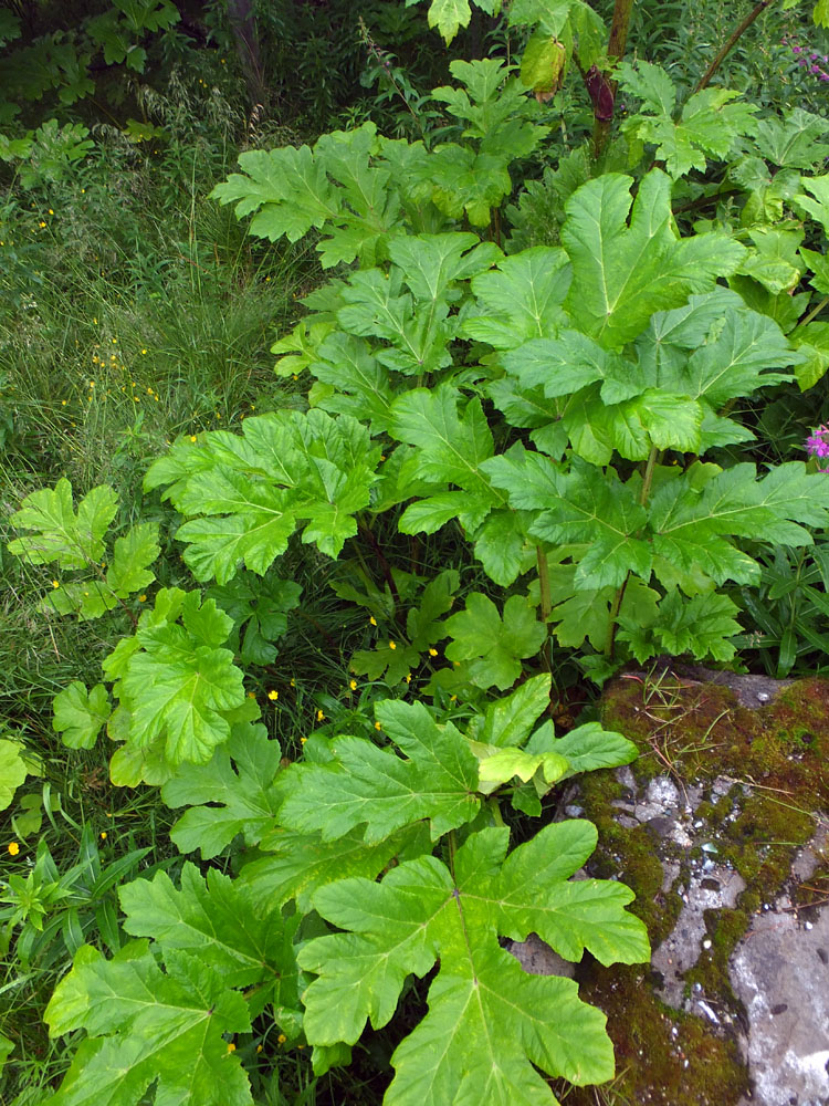 Image of Heracleum sosnowskyi specimen.