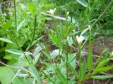 Epilobium pseudorubescens