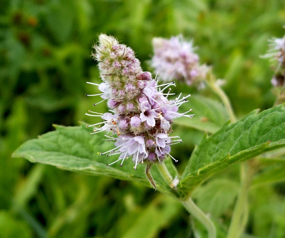 Изображение особи Mentha longifolia.