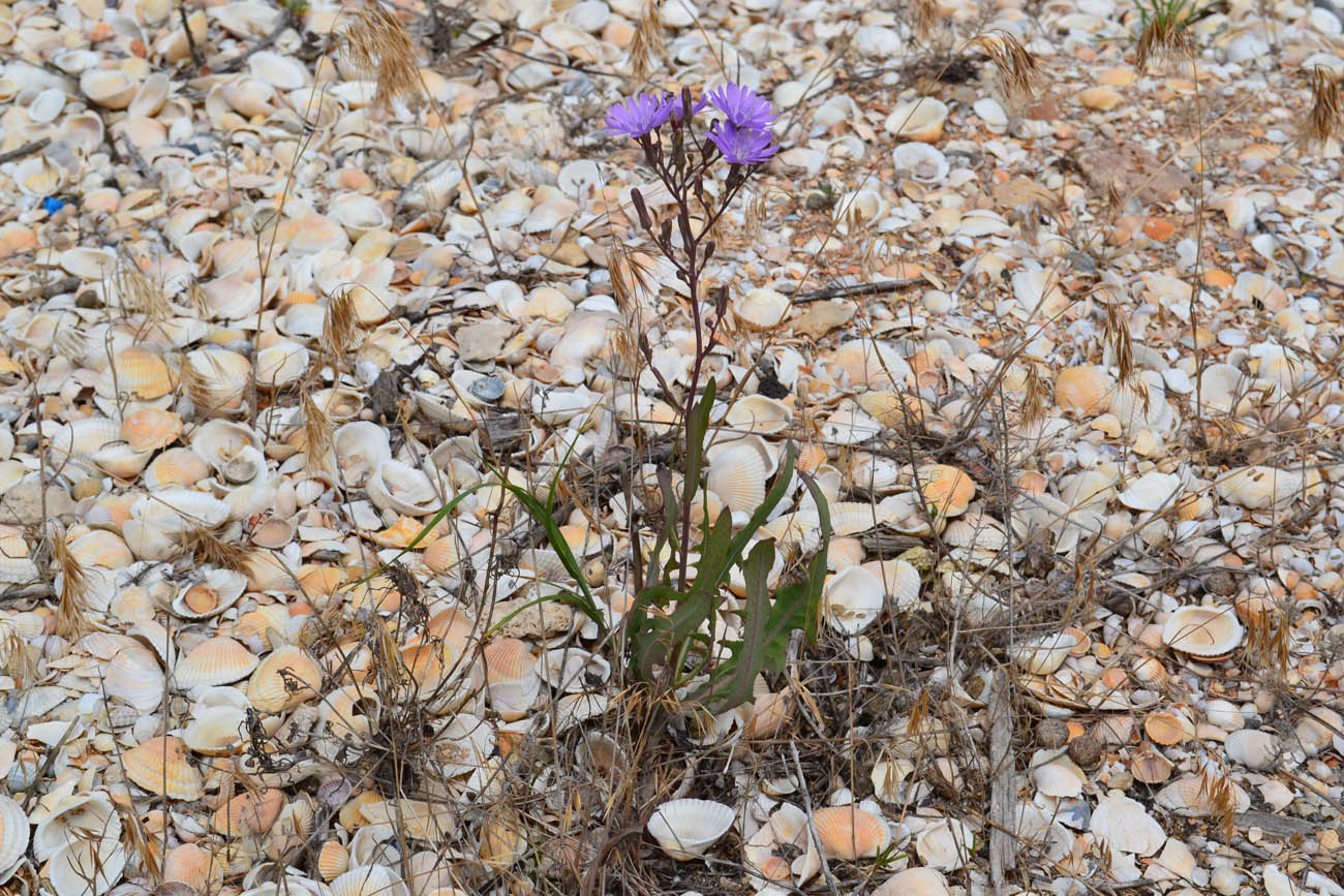 Image of Lactuca tatarica specimen.