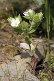 Cerastium inflatum