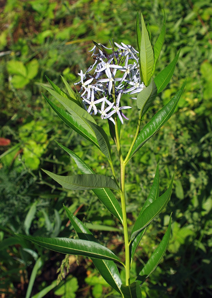 Image of genus Amsonia specimen.