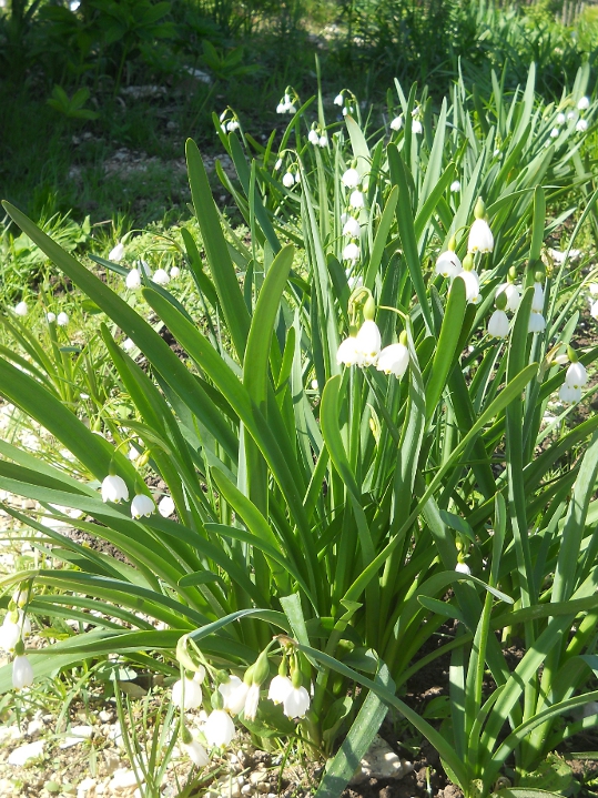 Изображение особи Leucojum aestivum.