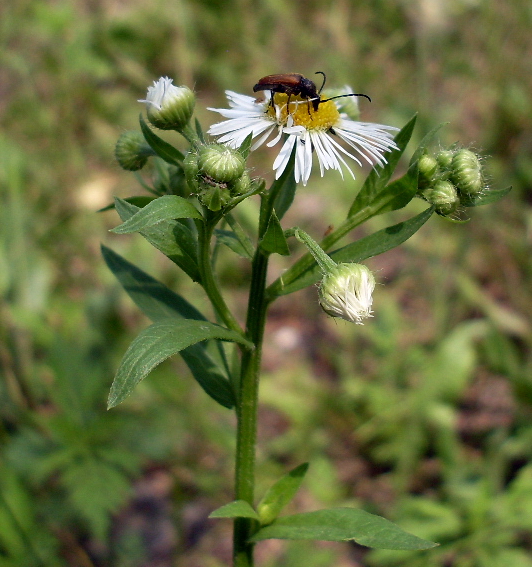 Image of Erigeron annuus specimen.