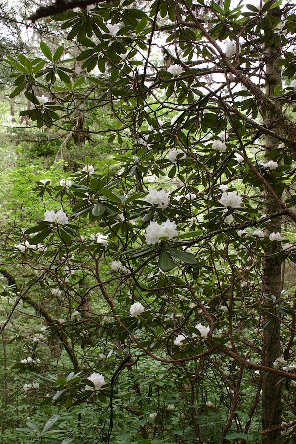 Image of Rhododendron fauriei specimen.