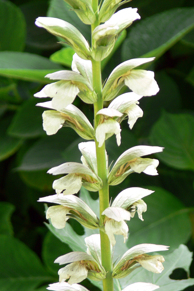 Image of Acanthus mollis specimen.