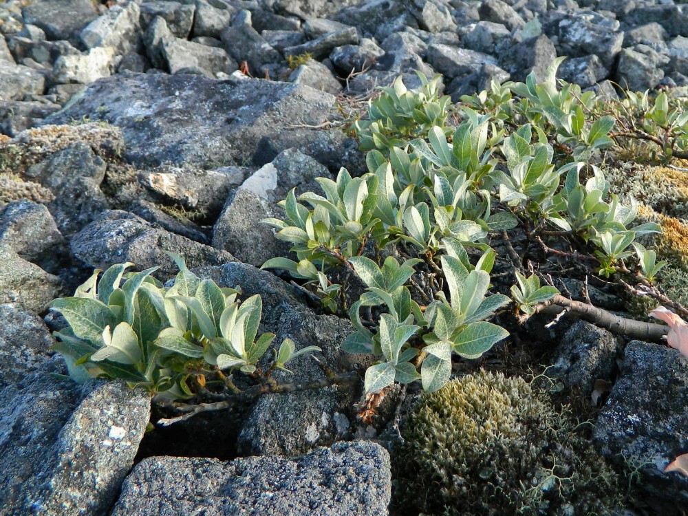 Image of Salix glauca specimen.