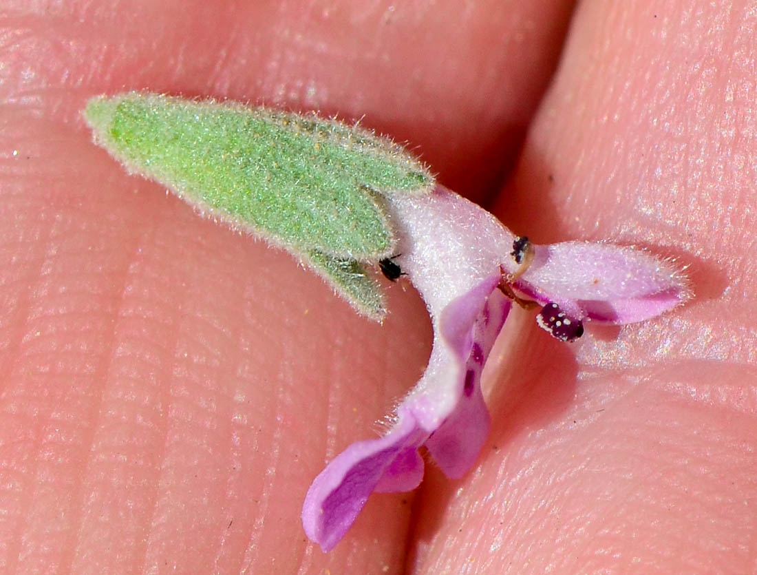 Image of Stachys aegyptiaca specimen.