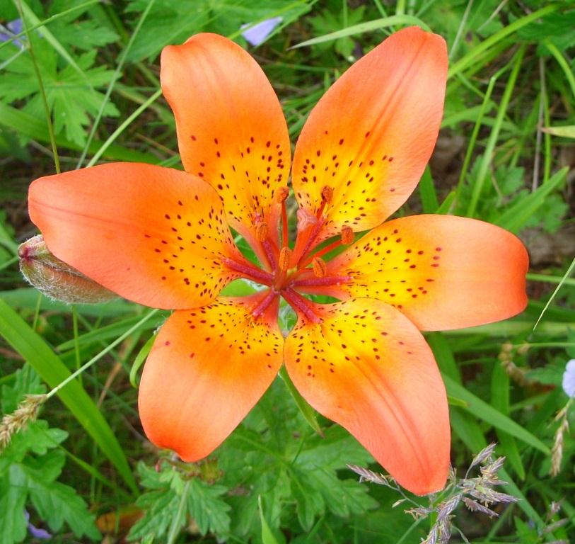 Image of Lilium pensylvanicum specimen.