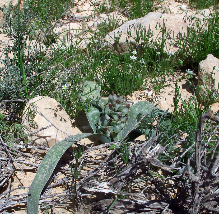 Image of Bellevalia desertorum specimen.