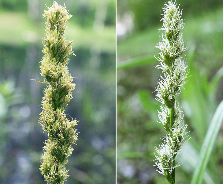 Image of Carex vulpina specimen.