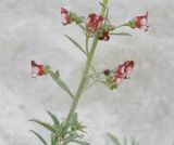 Scrophularia cretacea. Часть цветущего побега. Ростовская обл., Куйбышевский р-н, окр. с. Лысогорка, на меловом склоне. 28.05.2013.