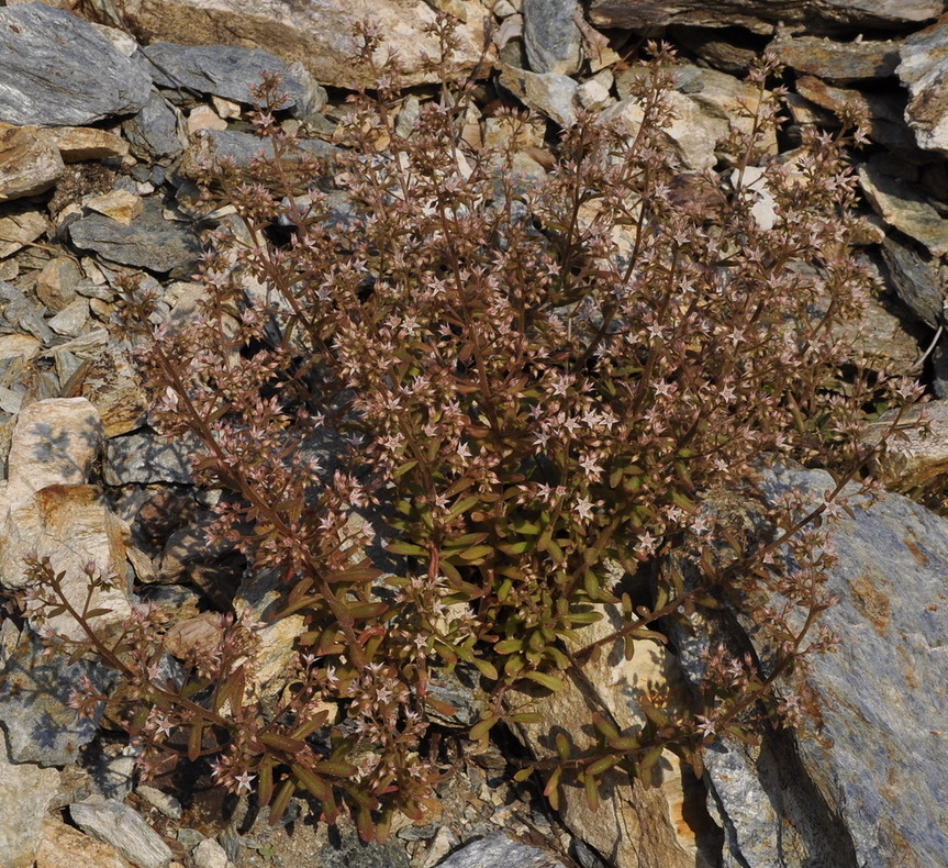 Изображение особи Sedum cepaea.