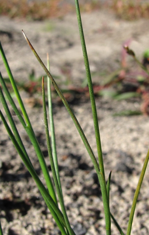 Image of Juncus nodulosus specimen.