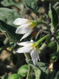 Solanum zelenetzkii