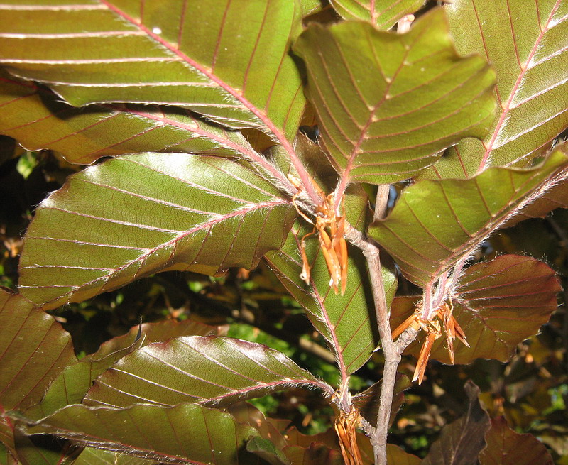 Image of Fagus sylvatica specimen.