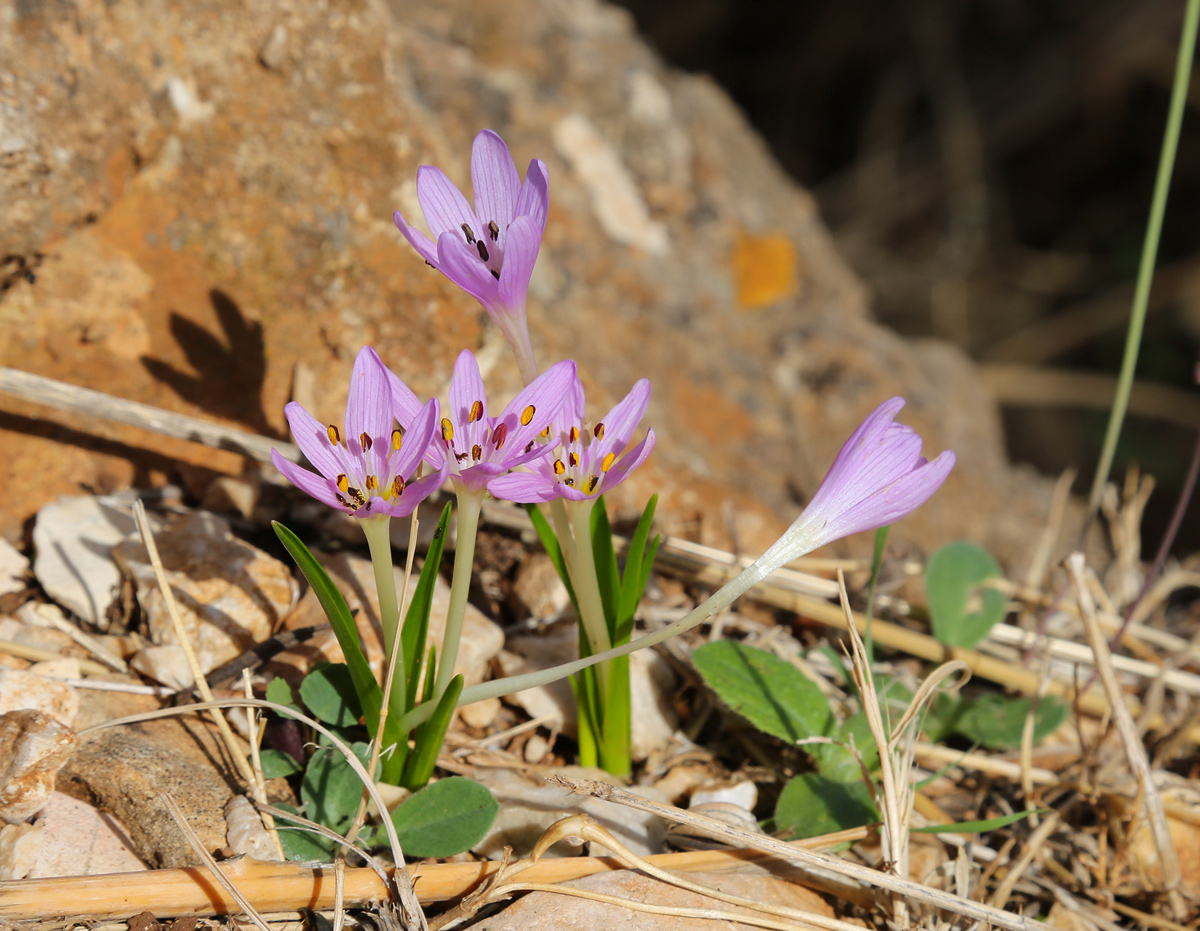 Image of Colchicum cupanii specimen.