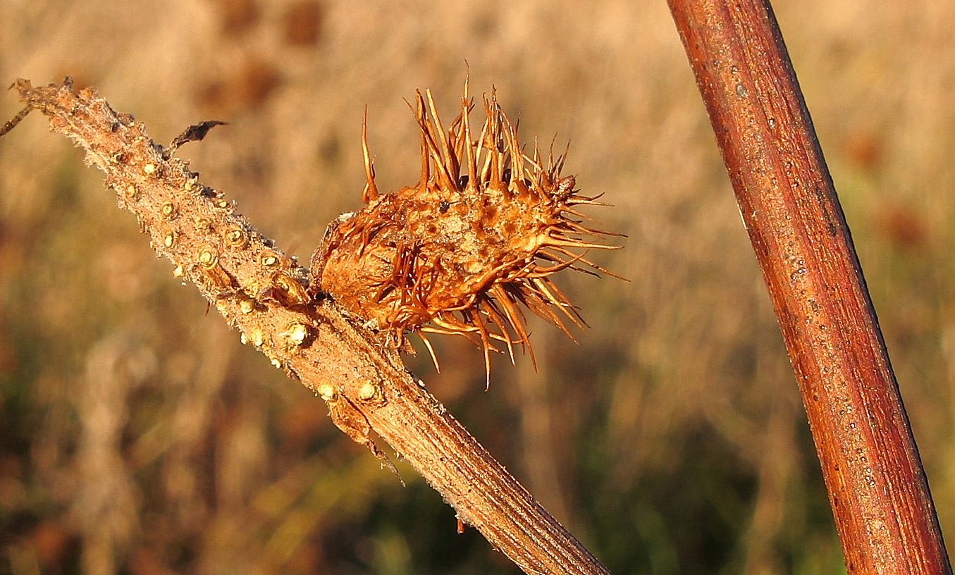 Image of Glycyrrhiza echinata specimen.