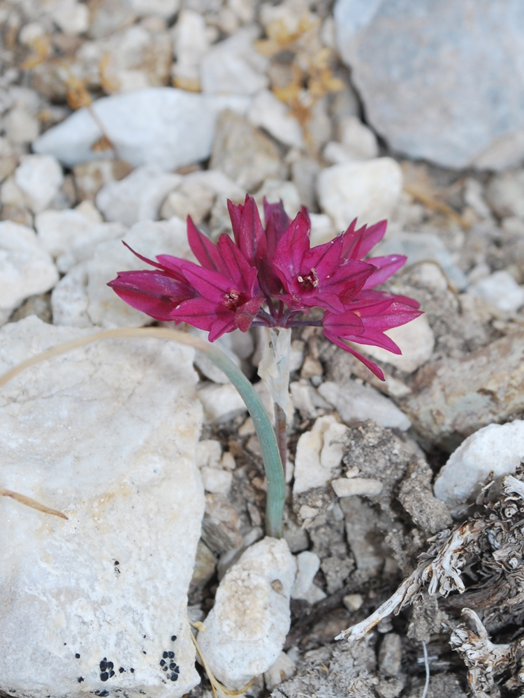 Изображение особи Allium oreophilum.