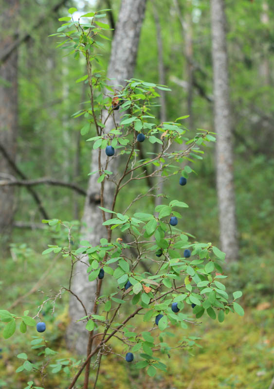 Изображение особи Vaccinium uliginosum.