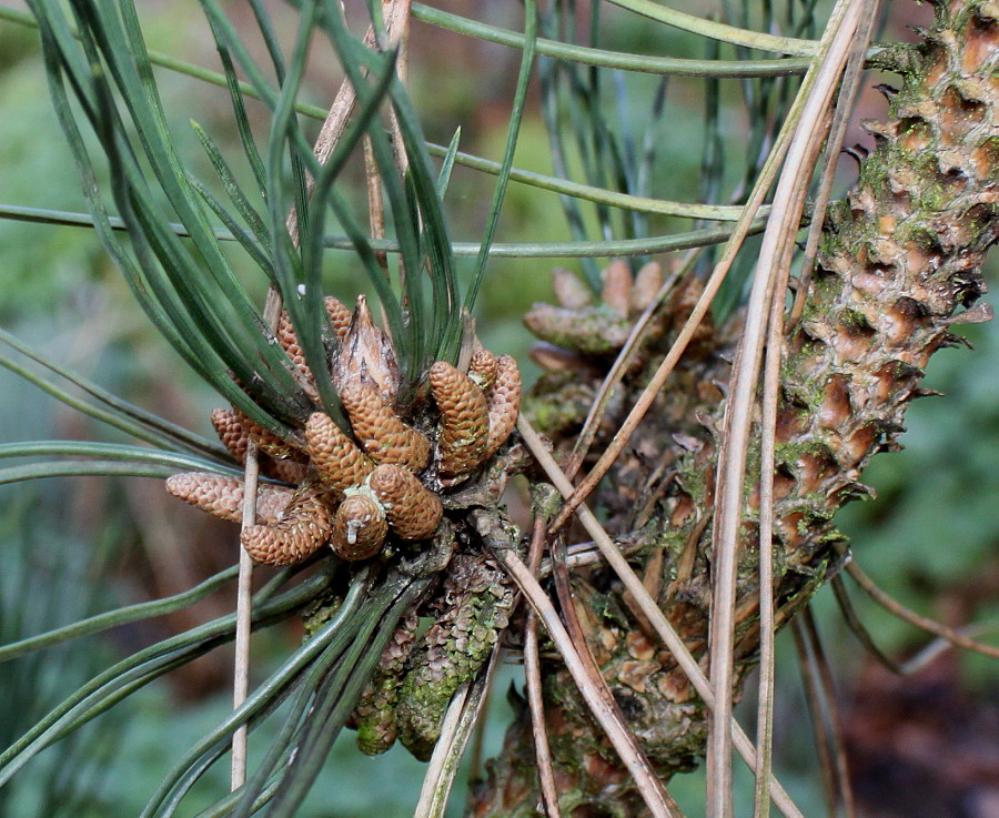 Изображение особи род Pinus.