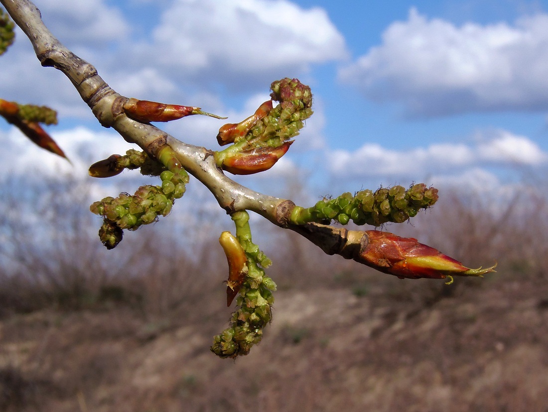 Image of Populus nigra specimen.