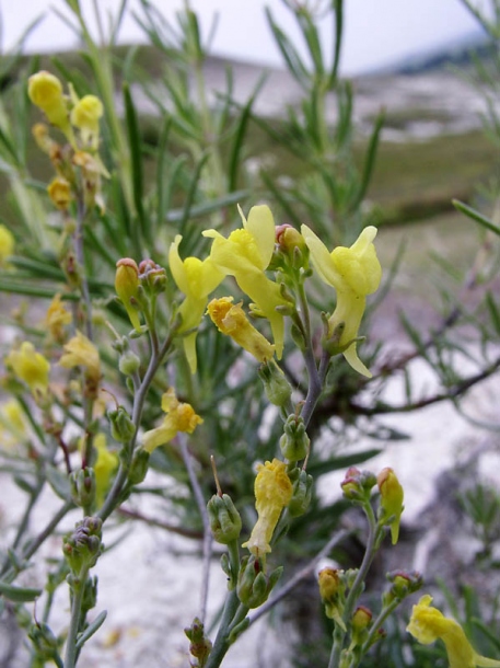 Изображение особи Linaria cretacea.