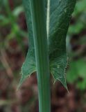 Lactuca chaixii