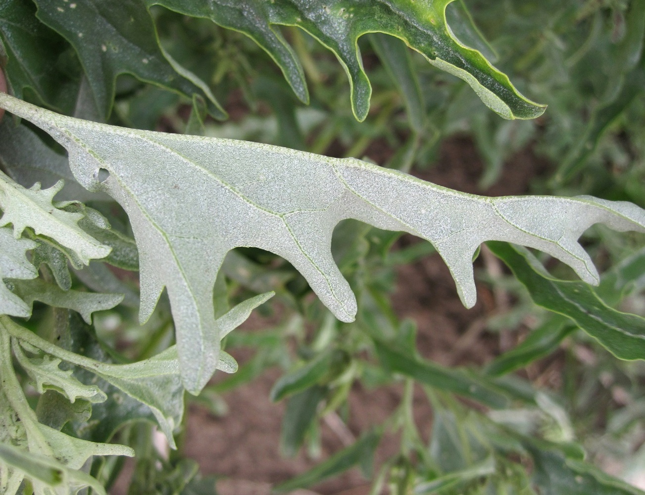 Image of Atriplex tatarica specimen.